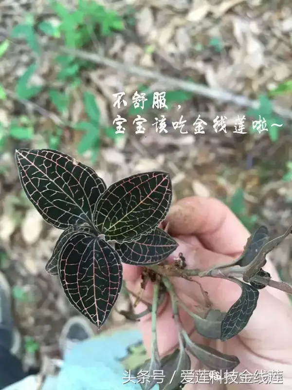 金线莲的食用方法，金线莲的正确吃法（赶紧来看金线莲服用的四大误区~）