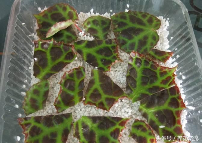 秋海棠怎么养殖，秋海棠怎么养殖和管理（看看如何用一片叶子繁殖十几盆花卉吧）