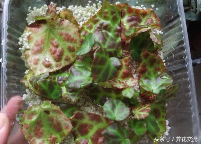 秋海棠怎么养殖，秋海棠怎么养殖和管理（看看如何用一片叶子繁殖十几盆花卉吧）