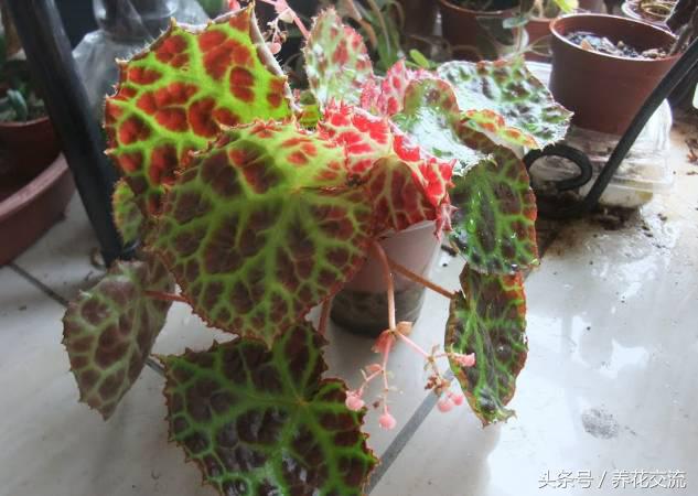 秋海棠怎么养殖，秋海棠怎么养殖和管理（看看如何用一片叶子繁殖十几盆花卉吧）