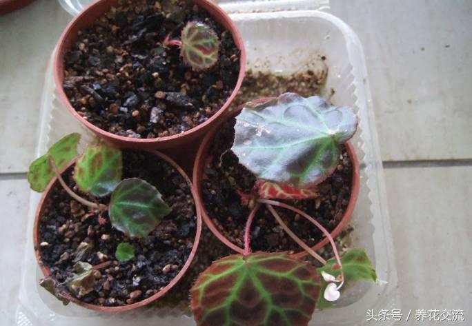 秋海棠怎么养殖，秋海棠怎么养殖和管理（看看如何用一片叶子繁殖十几盆花卉吧）