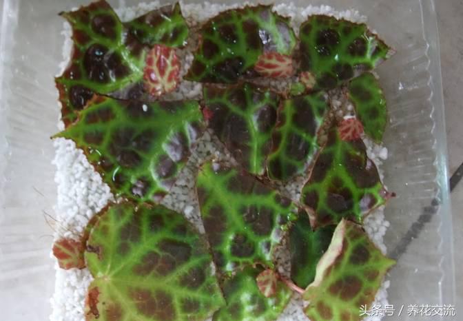 秋海棠怎么养殖，秋海棠怎么养殖和管理（看看如何用一片叶子繁殖十几盆花卉吧）