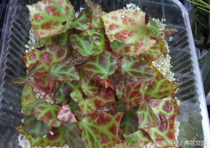 秋海棠怎么养殖，秋海棠怎么养殖和管理（看看如何用一片叶子繁殖十几盆花卉吧）
