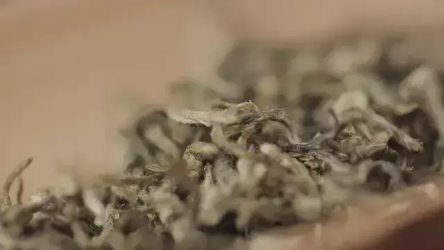 碧螺春产自哪里，中国名茶碧螺春产自哪里（中国十大名茶之一苏州碧螺春）