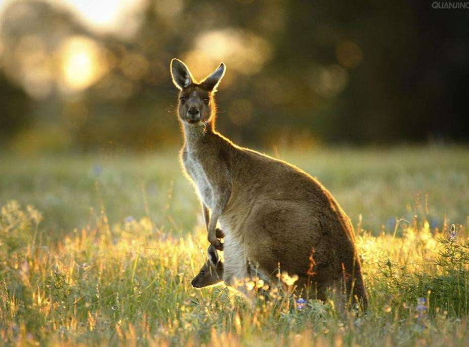 六角蝾螈的养殖技巧，如何养六角蝾螈（庆幸最后一个逃出了魔抓）