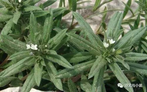 麦蓝菜可以吃吗，麦蓝菜可以吃吗（故乡散忆42——麦田里的野草2）