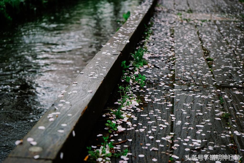 日本樱吹雪是指什么意思，樱吹雪的意思（那是你没见过日本的樱吹雪）