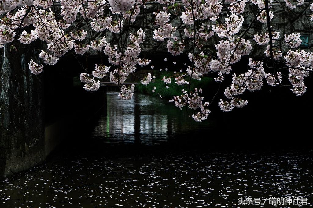 日本樱吹雪是指什么意思，樱吹雪的意思（那是你没见过日本的樱吹雪）
