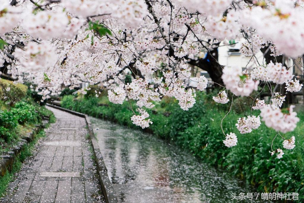 日本樱吹雪是指什么意思，樱吹雪的意思（那是你没见过日本的樱吹雪）