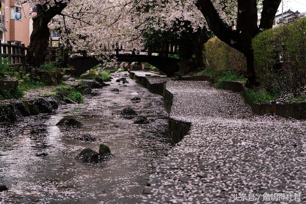 日本樱吹雪是指什么意思，樱吹雪的意思（那是你没见过日本的樱吹雪）