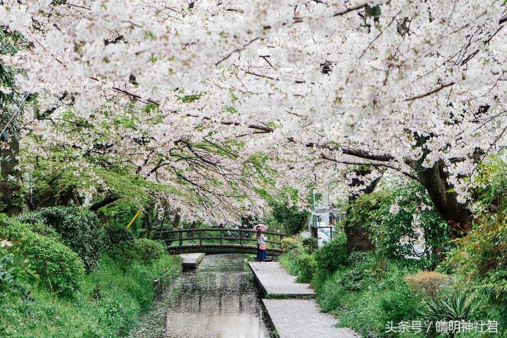 日本樱吹雪是指什么意思，樱吹雪的意思（那是你没见过日本的樱吹雪）