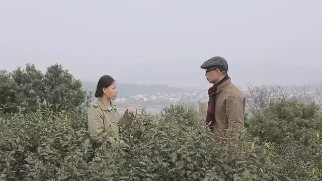 碧螺春产自哪里，中国名茶碧螺春产自哪里（中国十大名茶之一苏州碧螺春）