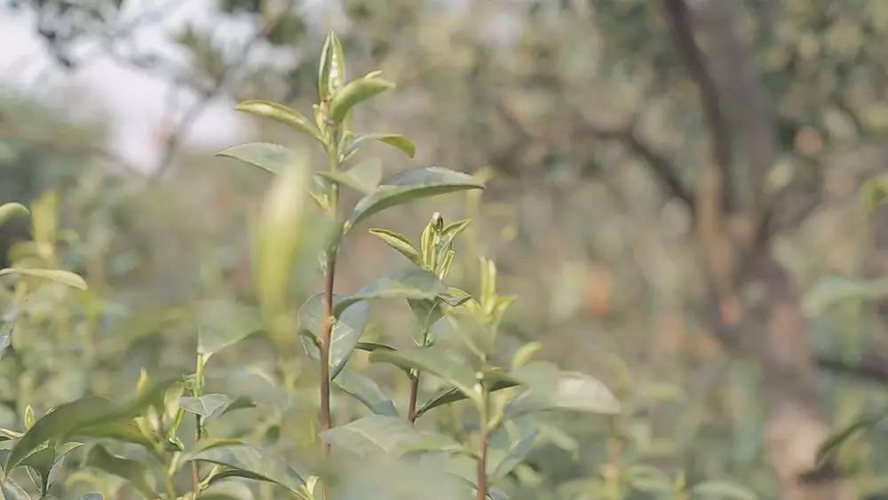 碧螺春产自哪里，中国名茶碧螺春产自哪里（中国十大名茶之一苏州碧螺春）