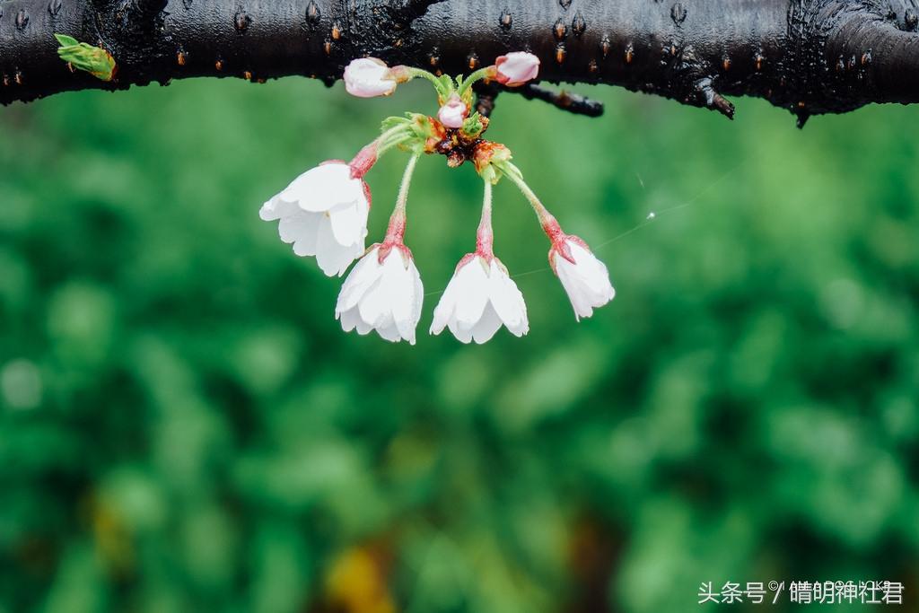 日本樱吹雪是指什么意思，樱吹雪的意思（那是你没见过日本的樱吹雪）