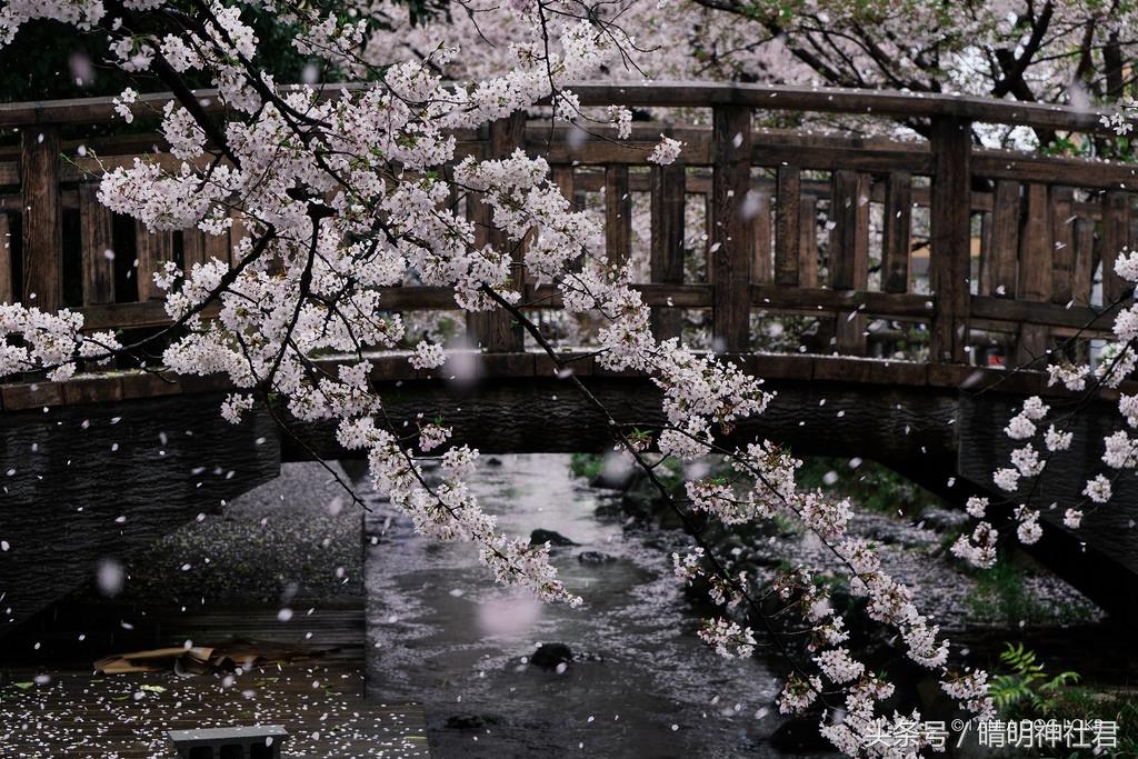 日本樱吹雪是指什么意思，樱吹雪的意思（那是你没见过日本的樱吹雪）