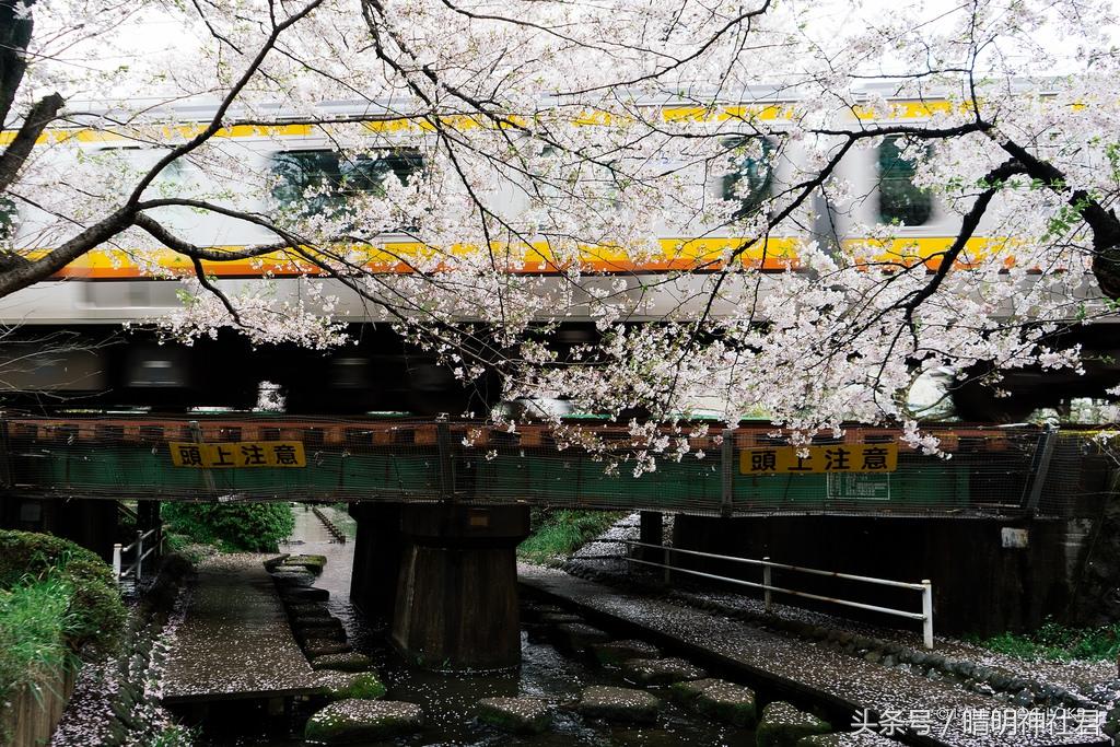 日本樱吹雪是指什么意思，樱吹雪的意思（那是你没见过日本的樱吹雪）