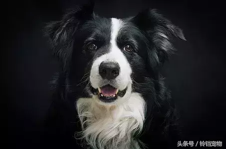 狗狗双排牙怎么办(八个月的小泰迪双排牙怎么办)