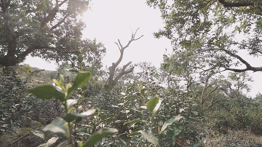 碧螺春产自哪里，中国名茶碧螺春产自哪里（中国十大名茶之一苏州碧螺春）