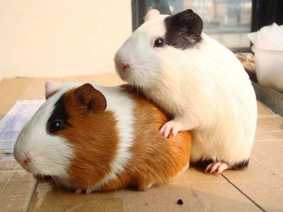 六角蝾螈的养殖技巧，如何养六角蝾螈（庆幸最后一个逃出了魔抓）