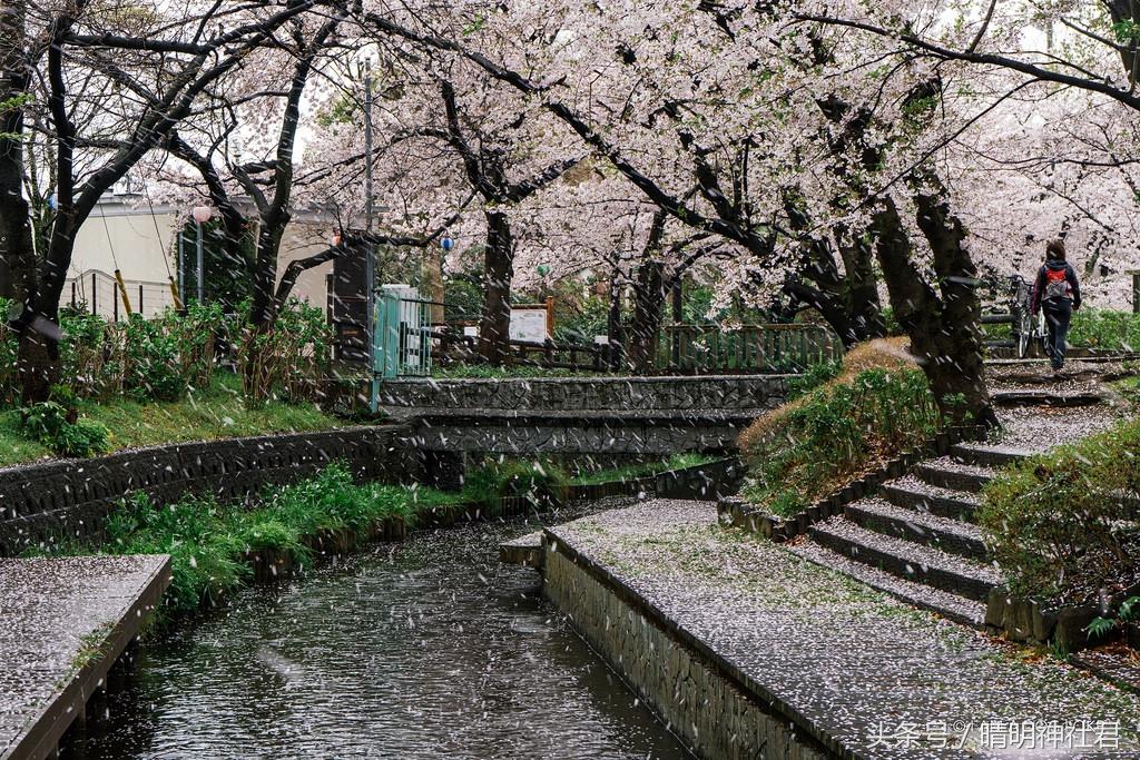 日本樱吹雪是指什么意思，樱吹雪的意思（那是你没见过日本的樱吹雪）