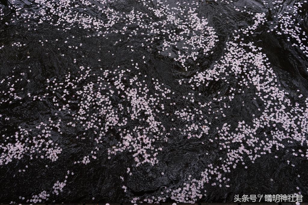 日本樱吹雪是指什么意思，樱吹雪的意思（那是你没见过日本的樱吹雪）