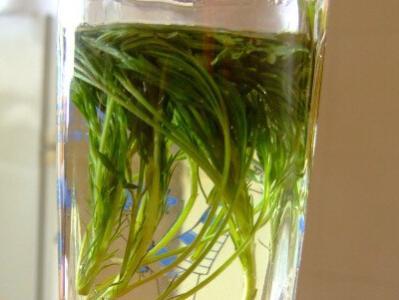 野菜白毫怎么吃,白毫野菜怎么做好吃("黄金"野菜让癌细胞见了都想逃)