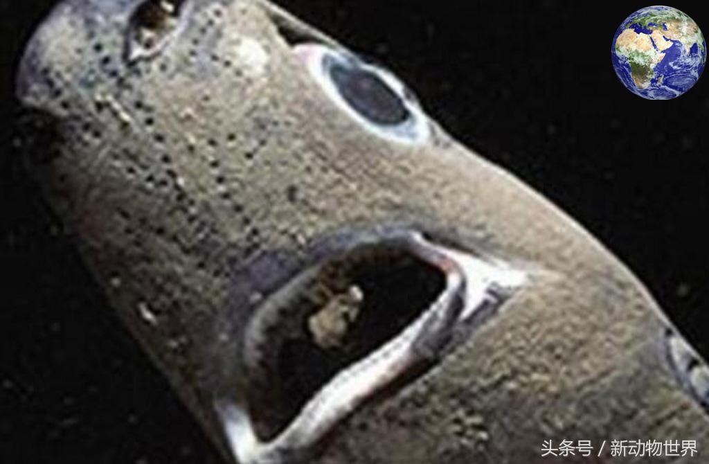世界上最小的鲨鱼（体长仅30厘米）