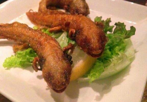 六角蝾螈的养殖技巧，如何养六角蝾螈（庆幸最后一个逃出了魔抓）