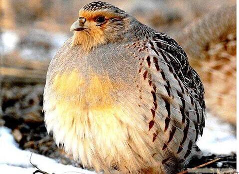 六角蝾螈的养殖技巧，如何养六角蝾螈（庆幸最后一个逃出了魔抓）