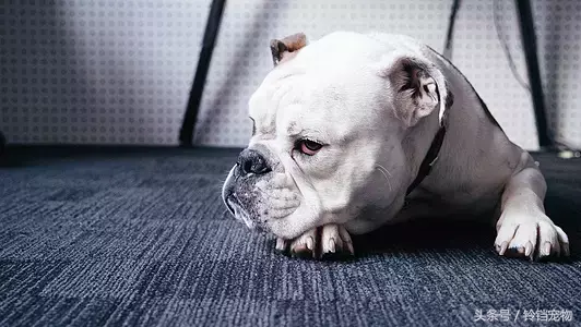 狗狗双排牙怎么办(八个月的小泰迪双排牙怎么办)