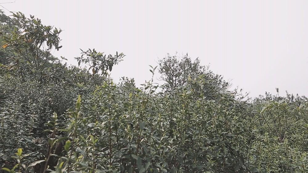 碧螺春产自哪里，中国名茶碧螺春产自哪里（中国十大名茶之一苏州碧螺春）