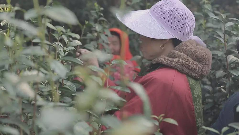 碧螺春产自哪里，中国名茶碧螺春产自哪里（中国十大名茶之一苏州碧螺春）