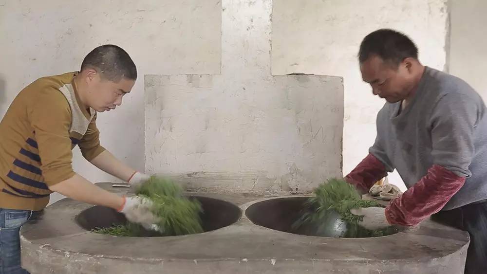 碧螺春产自哪里，中国名茶碧螺春产自哪里（中国十大名茶之一苏州碧螺春）