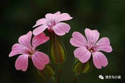 麦蓝菜可以吃吗，麦蓝菜可以吃吗（故乡散忆42——麦田里的野草2）