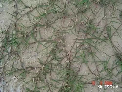 麦蓝菜可以吃吗，麦蓝菜可以吃吗（故乡散忆42——麦田里的野草2）