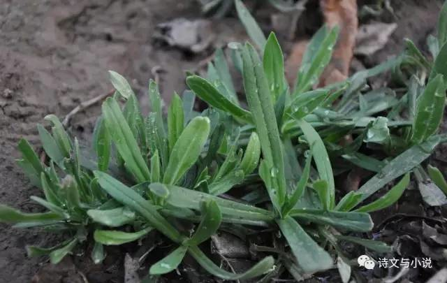麦蓝菜可以吃吗，麦蓝菜可以吃吗（故乡散忆42——麦田里的野草2）