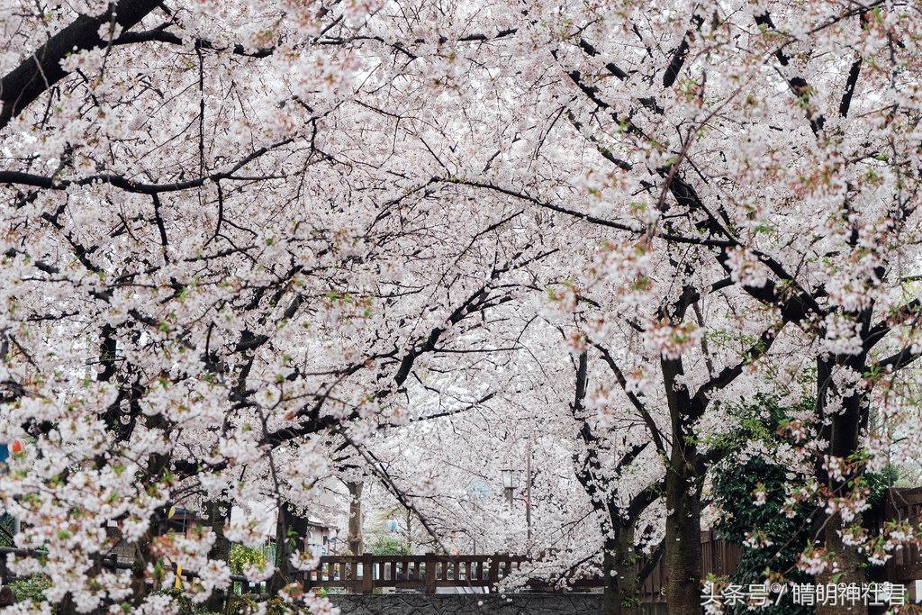 日本樱吹雪是指什么意思，樱吹雪的意思（那是你没见过日本的樱吹雪）
