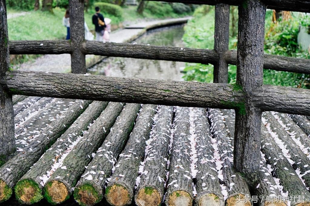 日本樱吹雪是指什么意思，樱吹雪的意思（那是你没见过日本的樱吹雪）