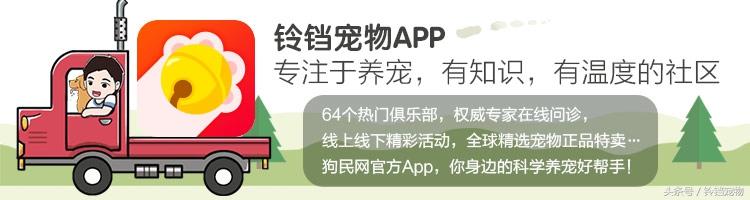 狗狗双排牙怎么办(八个月的小泰迪双排牙怎么办)
