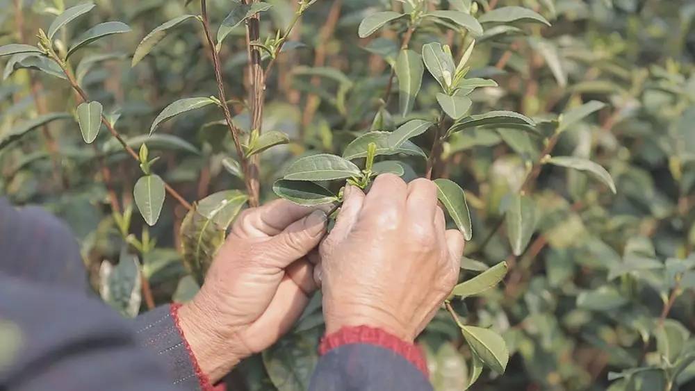 碧螺春产自哪里，中国名茶碧螺春产自哪里（中国十大名茶之一苏州碧螺春）