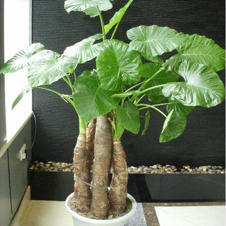 家门前种什么树比较旺财，家门前种什么树财运好（你绝对猜不到这六种植物树）