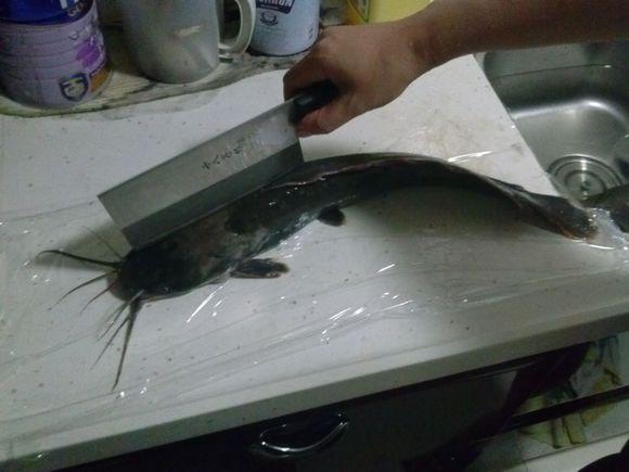 二须鲶鱼为什么不能吃，鲶鱼能吃不能（很多人不敢食用）