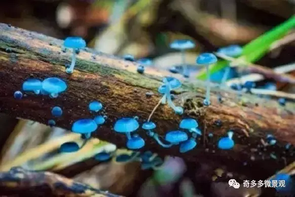 蓝瘦香菇没有粉，外观漂亮吸引人