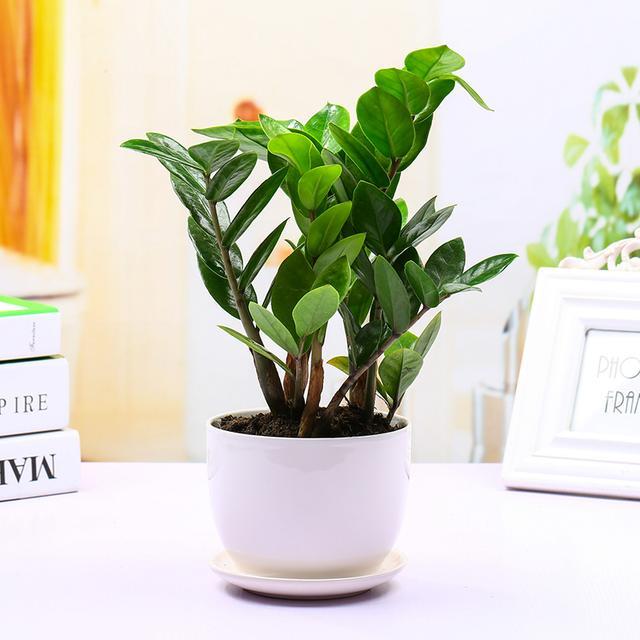 家门前种什么树比较旺财，家门前种什么树财运好（你绝对猜不到这六种植物树）