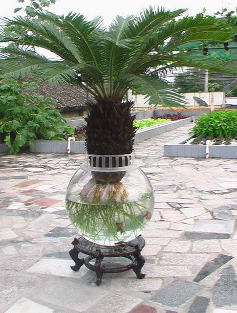 家门前种什么树比较旺财，家门前种什么树财运好（你绝对猜不到这六种植物树）