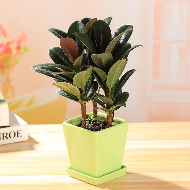 家门前种什么树比较旺财，家门前种什么树财运好（你绝对猜不到这六种植物树）