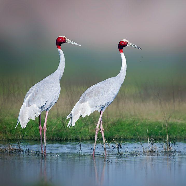 中国有几种鹤类,中国有几种鹤类腐蚀中一种还是九