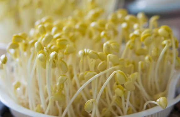 绿豆芽怎么发又粗又快，绿豆芽怎样做才能长的快些（5天就能发出又粗又壮的豆芽）