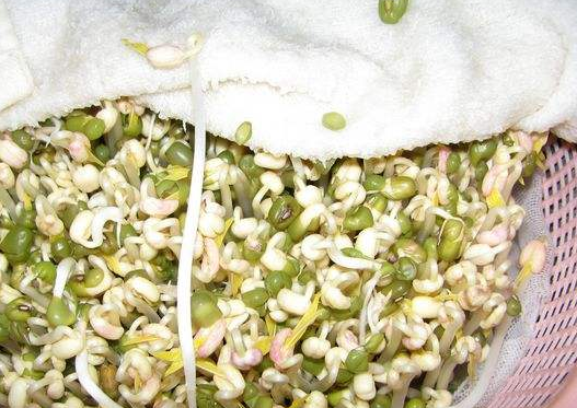 绿豆芽怎么发又粗又快，绿豆芽怎样做才能长的快些（5天就能发出又粗又壮的豆芽）