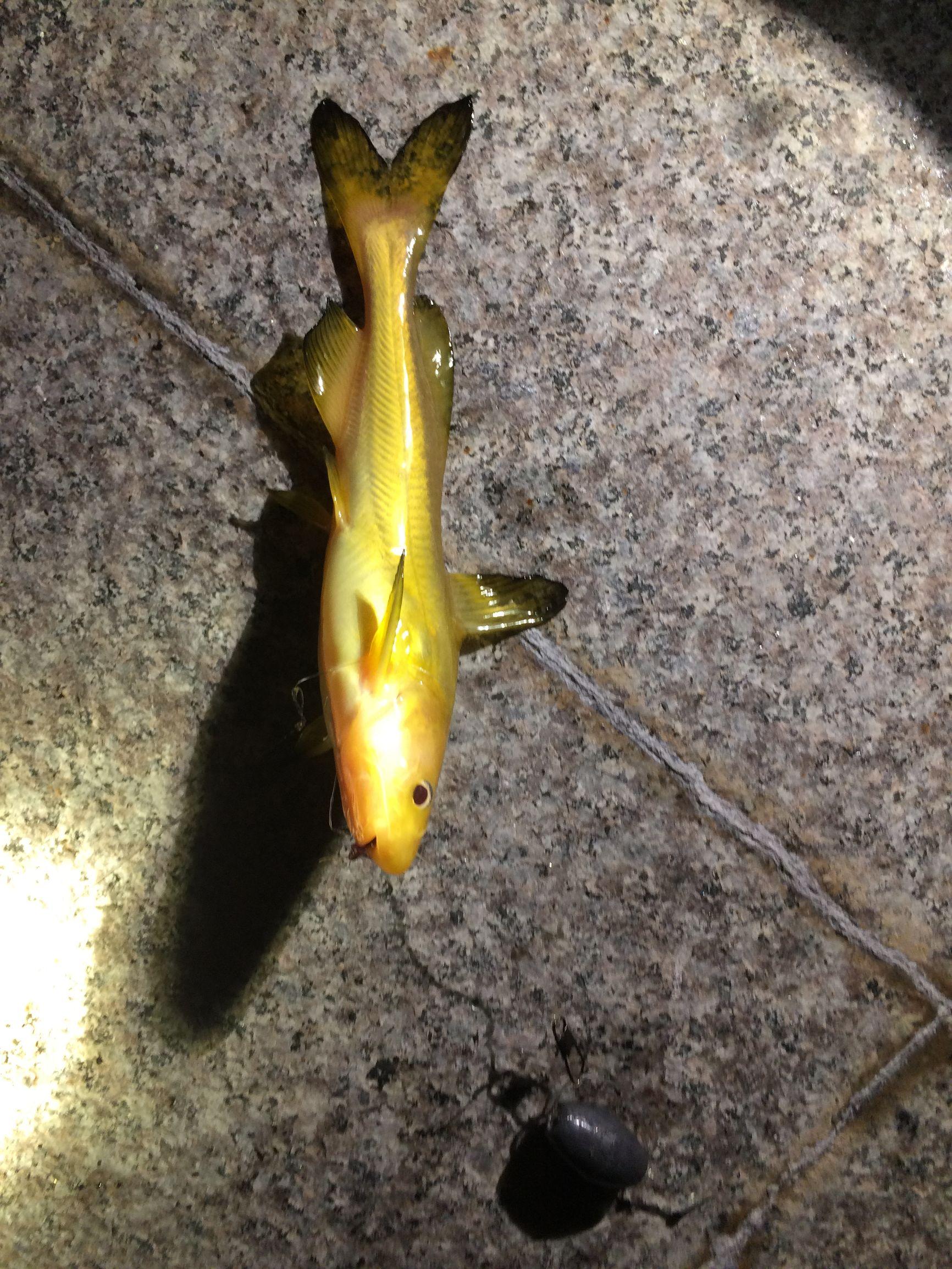 黄甲鱼是什么鱼,黄甲鱼 百度百科(夜钓鳌江黄颡篇)